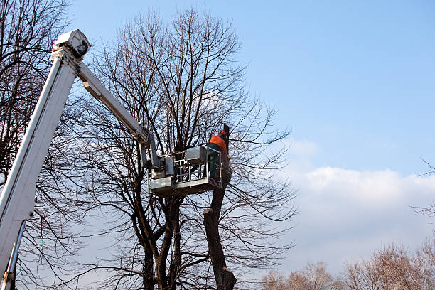 Best Tree Risk Assessment  in Middletown, CT